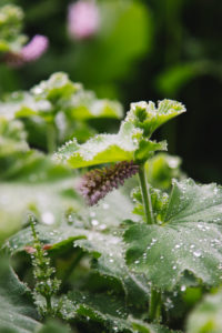 Lady's mantle Lady's mantle